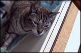 cats043009-3