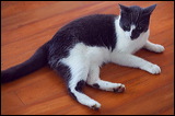 cats043009-4