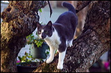 cats043009-7