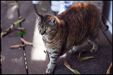 cats043009-8