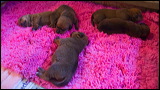 puppies2