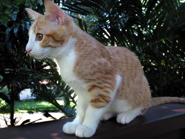 toby
