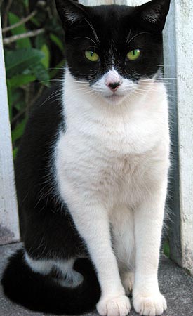 harriet