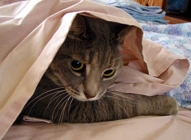 sheets