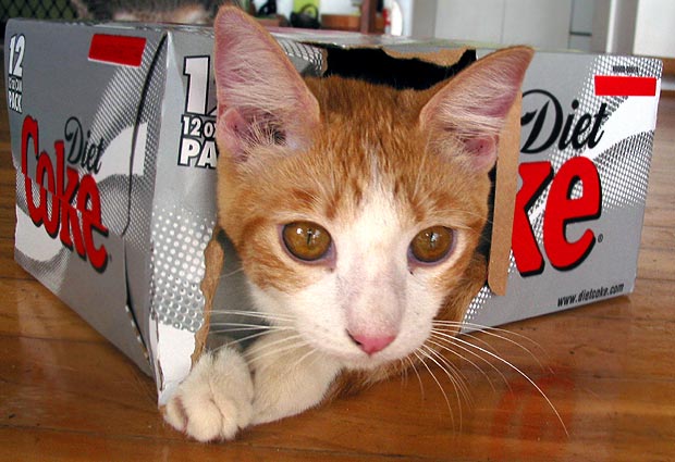 toby