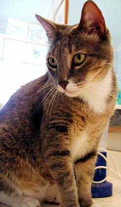 leo
