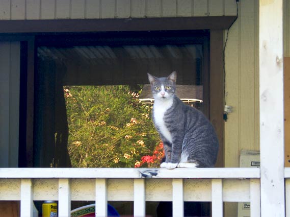 walk_cat