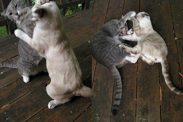 fighers
