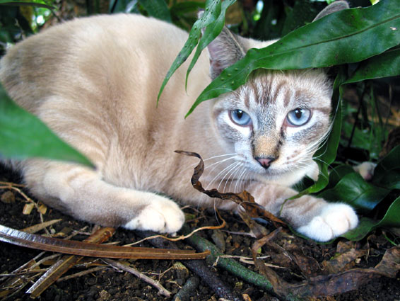 fern