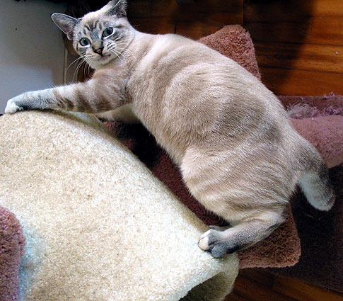 climber