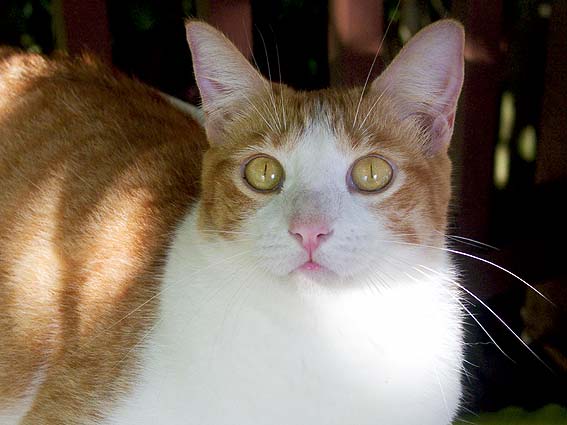 toby1