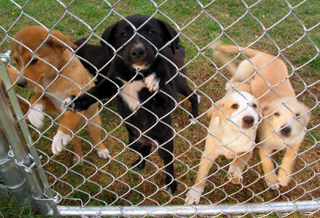 pups