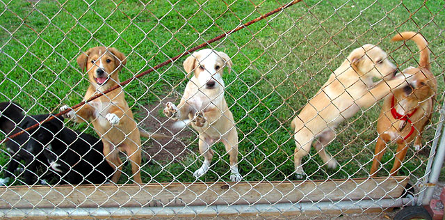 pups2