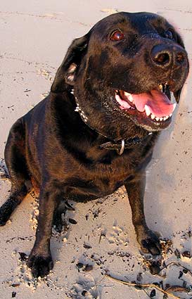 axel