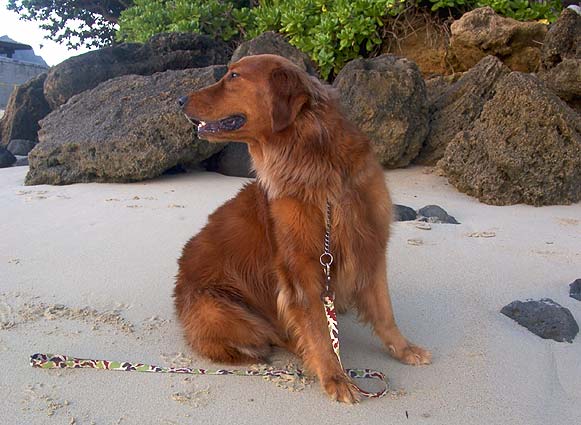 hoku