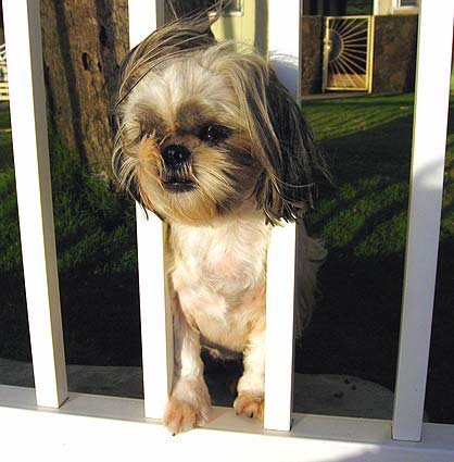 lucy