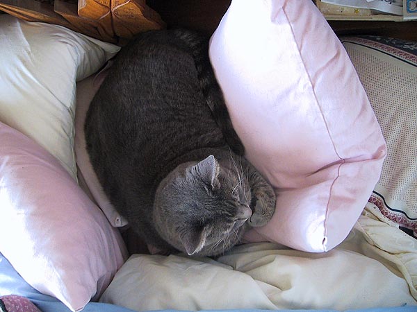 pillows