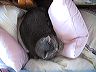 pillows