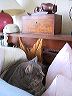 pillows2