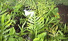 ferns