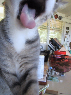 leo-mr._big_mouth