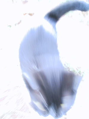 lizzie_in_motion