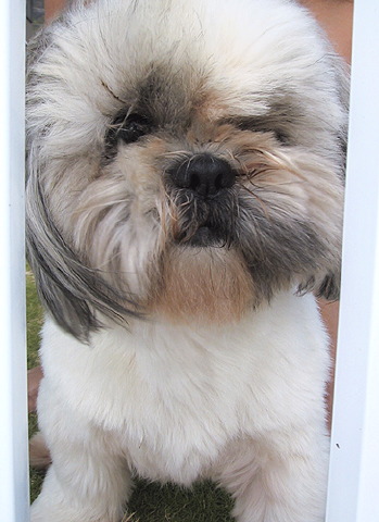 georgie
