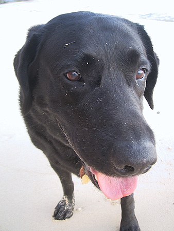 axel