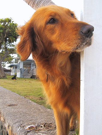 tiki