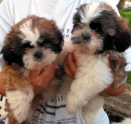 puppies