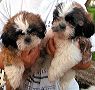 puppies