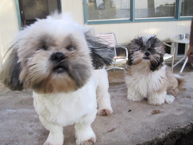 duo
