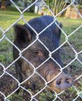 Ms. Piggy