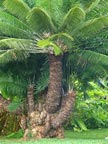 cycad