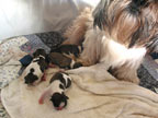 Ms. Lucy & pups