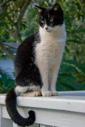 Harriet