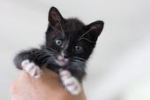 kitten update