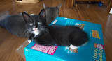 Kitten