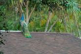 peacock