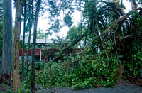 Tree down