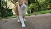 Toby