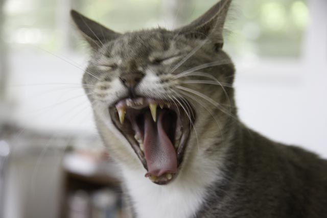 Yawn