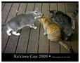 Cat calendar
