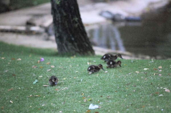 More ducklings