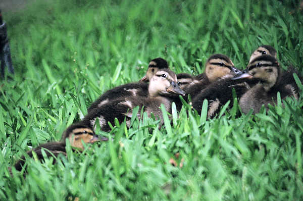 Ducklings