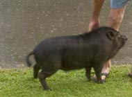 pig