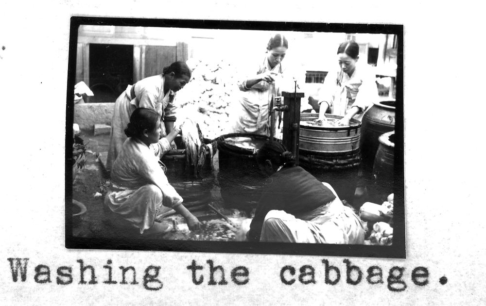 cabbage16.jpg