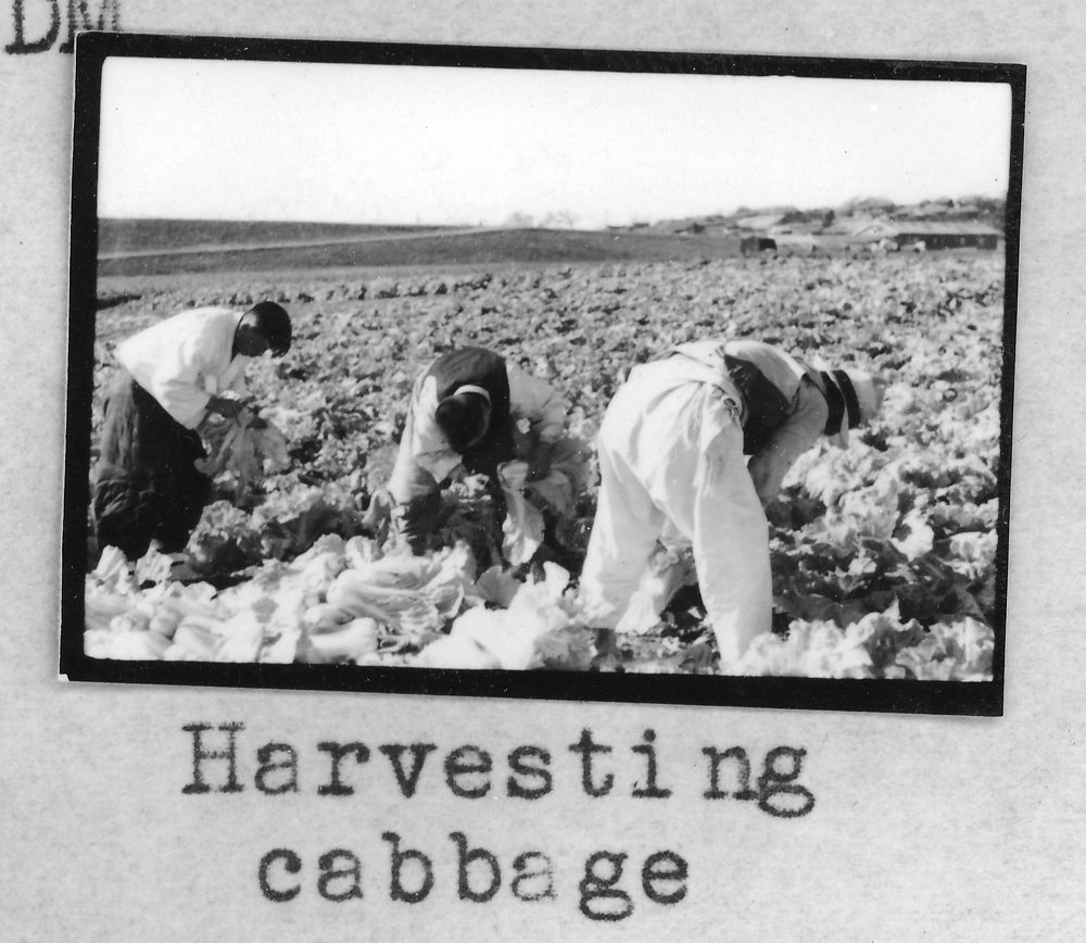 cabbage3a.jpg