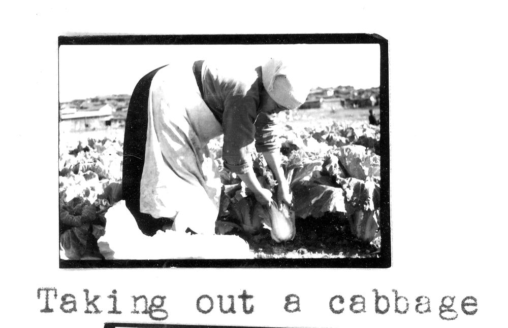 cabbage3b.jpg