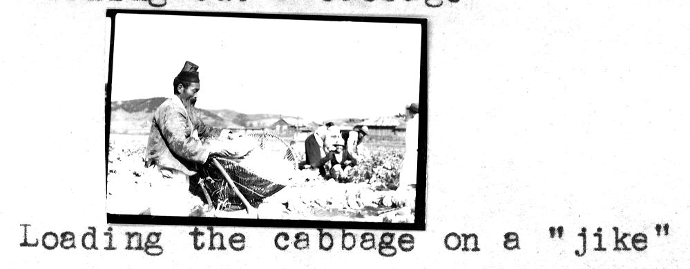 cabbage5.jpg